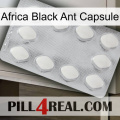 Africa Black Ant Capsule 16